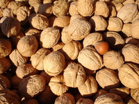 nuts-1518628